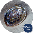 8615-11 - Abalone (Paua) Shell 11cm